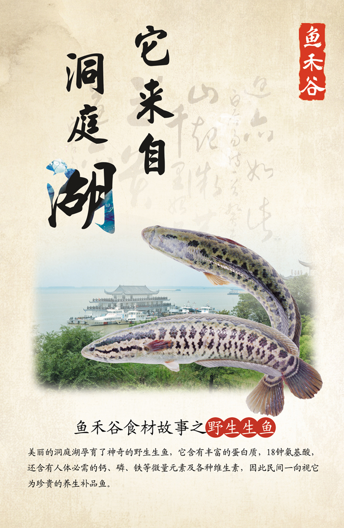 它来自洞庭湖 海报.jpg 它来自洞庭湖 海报.jpg